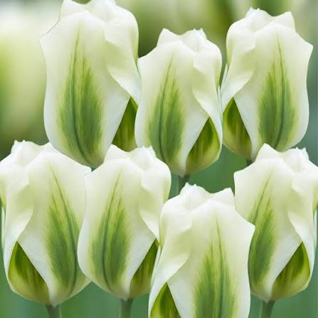 TULPES ZAĻZIEDU "SPRING GREEN" 1gb