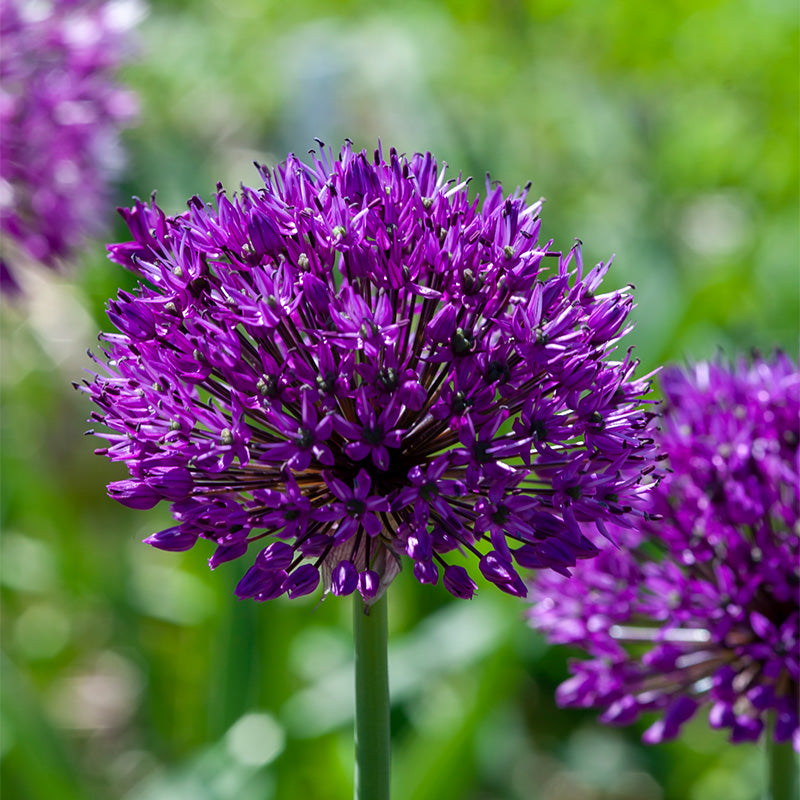 DEKORATĪVIE SĪPOLI "PURPLE SENSATION" 1gb