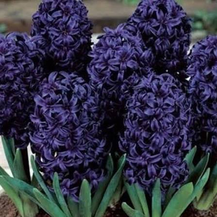 HIACINTES "BLUE SAPHIRE"
