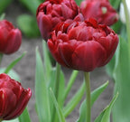 TULPES PILDĪTĀS "UNCLE TOM" 1gb