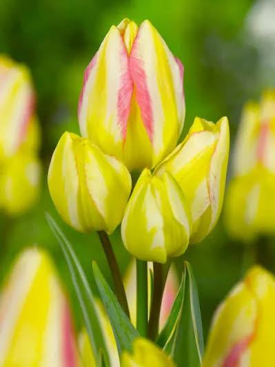 DAUDZZIEDU TULPE "ANTOINETTE"
