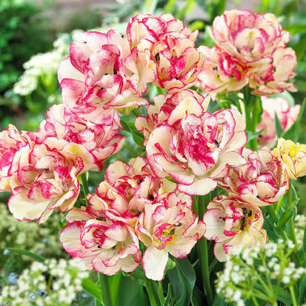 DAUDZZIEDU TULPE "BELICIA"