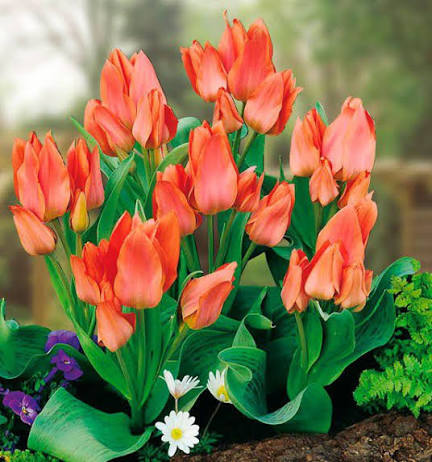 DAUDZZIEDU TULPE "ORANGE TORONTO"