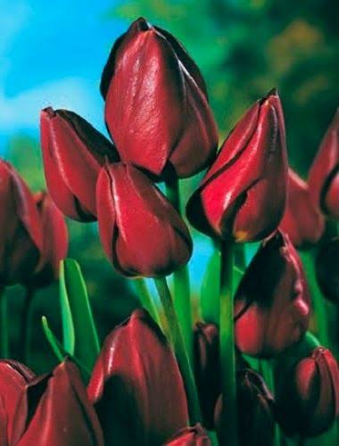 DAUDZZIEDU TULPE "WALLFLOWER"