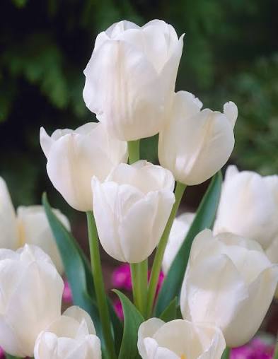 DAUDZZIEDU TULPES "WEISSE BERLINER"
