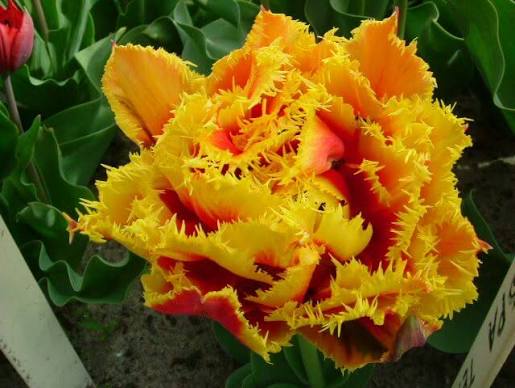 TULPES BĀRKŠZIEDU PILDĪTĀS "CRISPION BEAUTY" 1gb