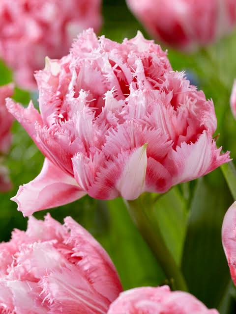 TULPES BĀRKŠZIEDU PILDĪTĀS "CRISPION SWEET" 1gb