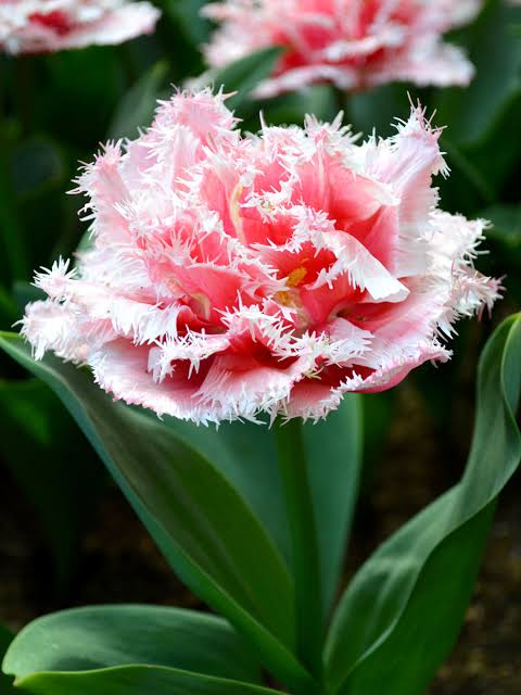 TULPES BĀRKŠZIEDU PILDĪTĀS "QUEENSLAND" 1gb