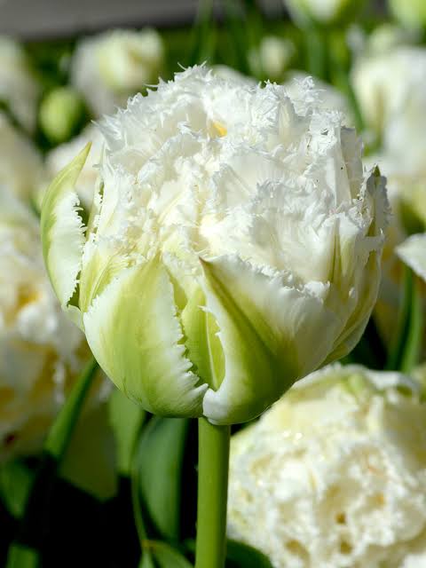 TULPES BĀRKŠZIEDU PILDĪTĀS "SNOW CRYSTAL" 1gb